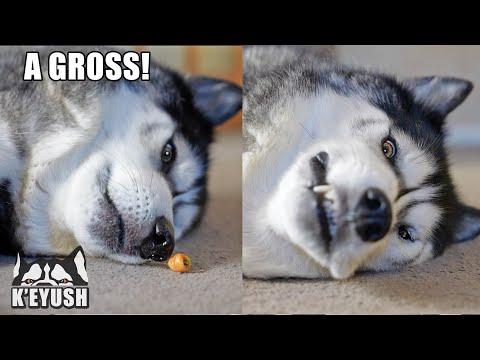 My Husky FORGOT How To EAT! 2 Minute Struggle! #Video