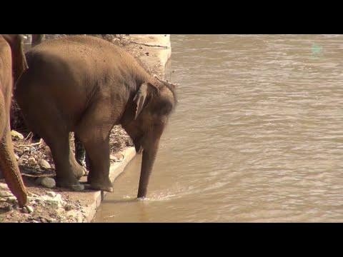 Nanny Comes Along To Reassure The Young Elephant To Proceed Into Water - ElephantNews #Video