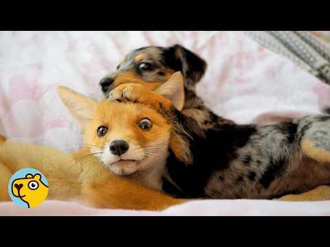 Baby Fox Picked Doggo as His Best Friend #Video