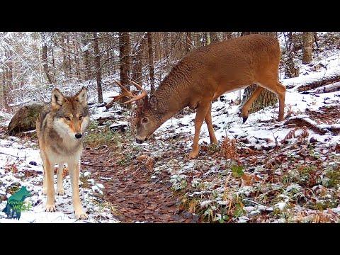 The wolf and the deer: 7 months in the Northwoods #Video