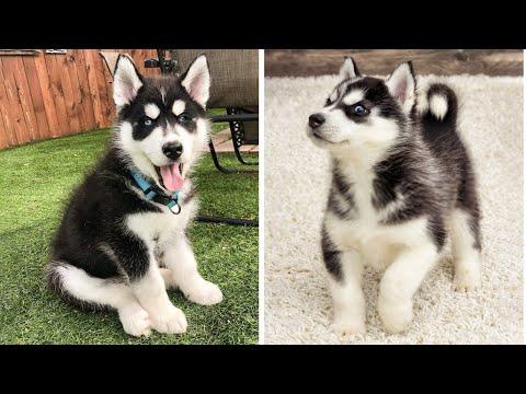 Funny And SOO Cute Husky Puppies Compilation #13 - Cutest Husky Puppy #Video