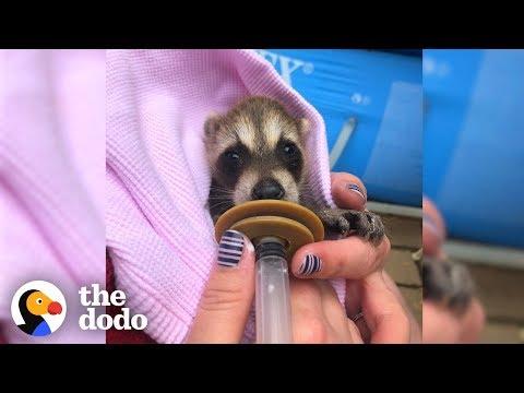 Rescued Baby Raccoon Splashes Around In The Bathtub  | The Dodo