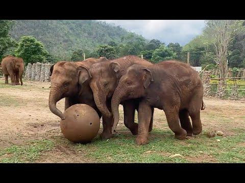 Top Ten Baby Elephants at Play 2024! - ElephantNews #Video