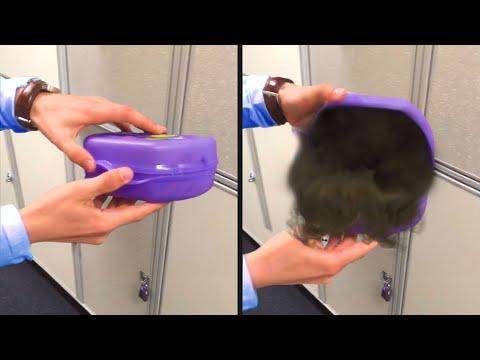 This Lunchbox is Cursed - Your Daily Dose Of Internet #Video