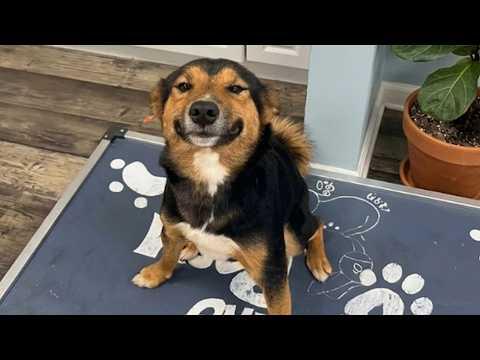 Seriously Thought I Had Seen Everything But These Funny Dogs Are The Kicker  #Video