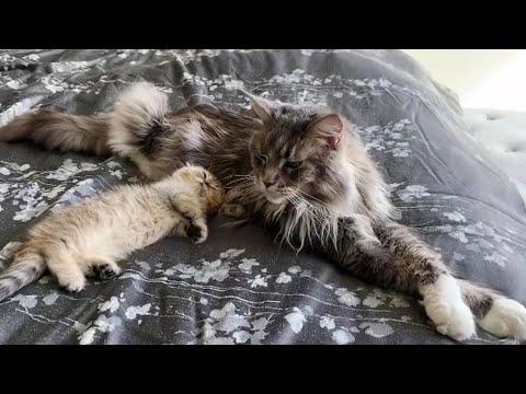 Munchkin Baby Cat and His Maine Coon Friend