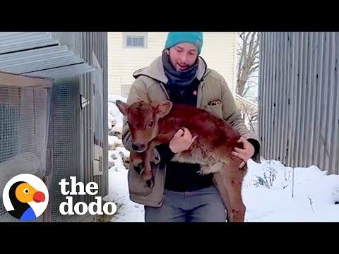 Rescued Baby Cow's First Friends Are Two Huge Puppies #Video