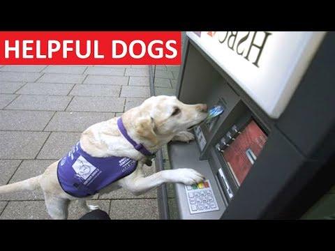HELPFUL DOGS - Funny Dog Videos Compilation - Funny Dogs