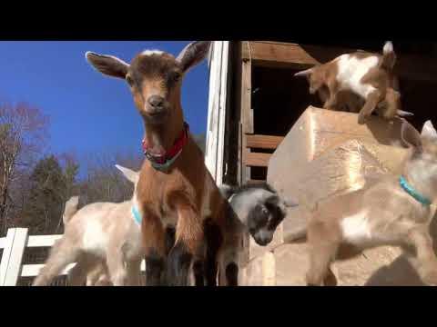 34 goat kids play hard, nap hard! Sunflower Farm Creamery #Video