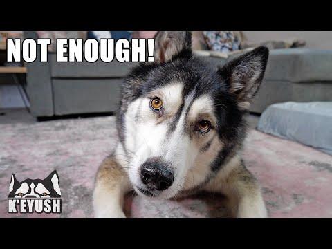 Arguing With My Husky About How Much Food He Should Have Video!