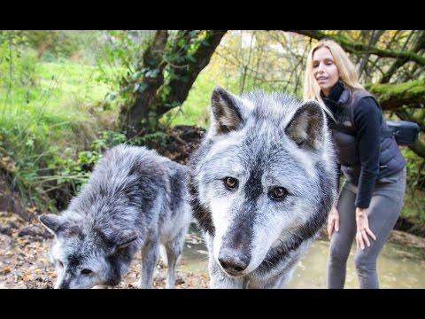MASSIVE CANADIAN WOLVES UP CLOSE - Wolf Girl Anneka