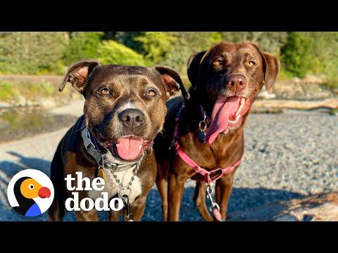 Pittie and Lab’s Friendship Starts Through The Fence #Video