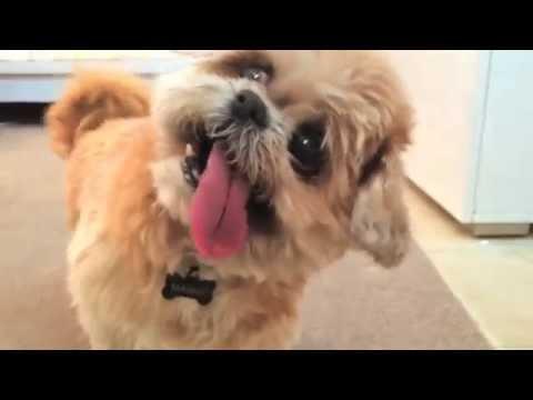 Haha Yeah I Am Hungry! (feat. Marnie The Dog)