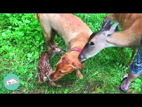 Mama Deer Lets Golden Retriever Look After Her Babies #Video