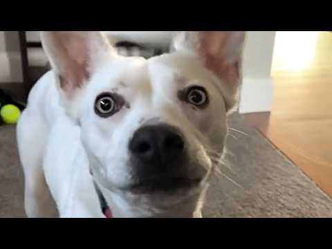 Woman communicates with deaf dog using lights #Video