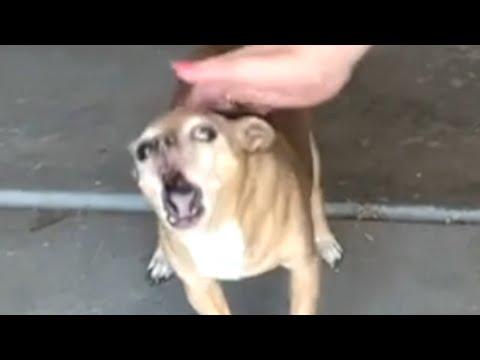 Rescue dog cries every time mom does this #Video