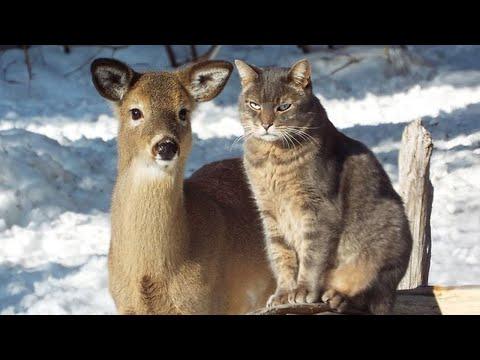 Cats behave naturally - Funny Cats Make Friend with Other Animal #Video