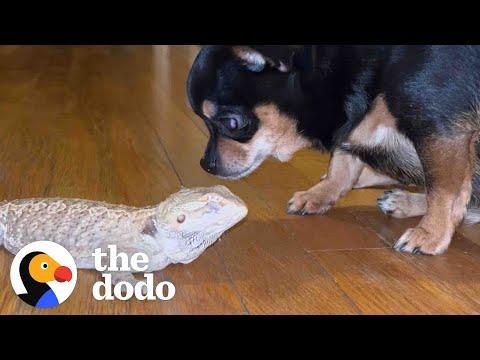 Dog Obsessed With Her Bearded Dragon Best Friend #Video
