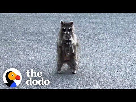 Mama Raccoon Hides Her Babies In A Garage #Video