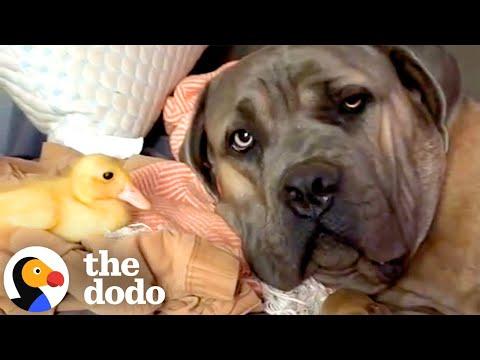 110 Pound 'Aggressive' Dog Becomes A Duckling Dad #Video