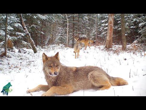 Wolves in the heart of Voyageurs National Park #Video