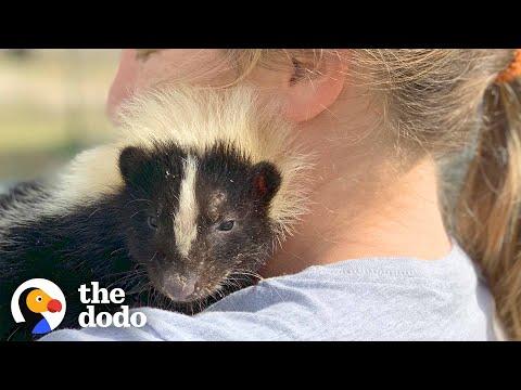 Woman Takes In Injured Little Skunk And Raises Him As Her Baby Video