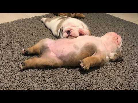 Cute PUPPIES Being DRAMATIC... Best of 2026 #Video