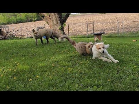 Sophie fox must be training for the Finnegan Fox 5k event... #Video