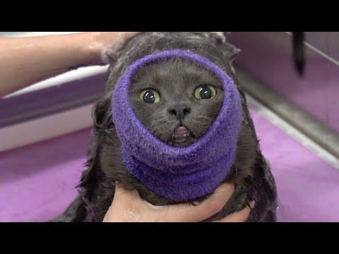 The Mike Tyson of cats #Video
