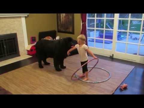 Toddler Tries Teaching Dog To Hula Hoop