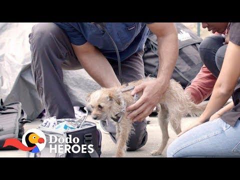 This Vet's A Hero To Homeless People And Their Pets | The Dodo Heroes