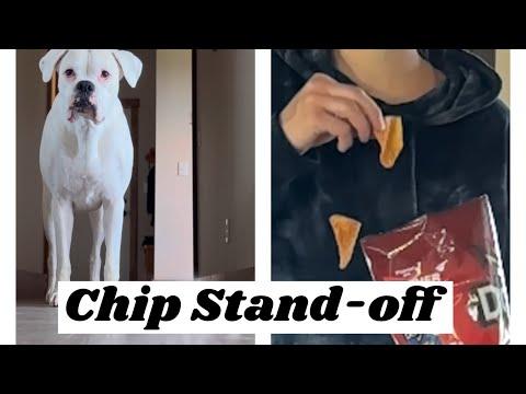 A Good Ol’ Fashioned Chip Stand-off! Layla The Boxer #Video