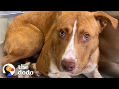 Terrified Pittie Found In The Woods Turns Into A Puppy In His Forever Home #Video