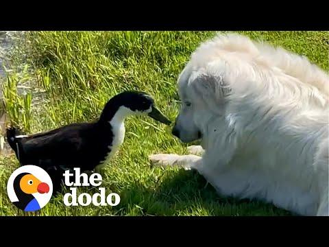 Duck Follows Dog Brother Everywhere #Video