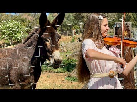 Donkey likes violin playing - Karolina Protsenko #Video