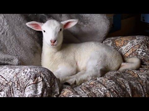 Lonely lamb meets the daddy of his dreams #Video