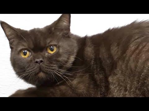 This rare chocolate colored cat plays dead #Video