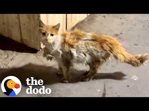 Matted Stray Cat Keeps Going To Pharmacy Until She Finds Help  #Video
