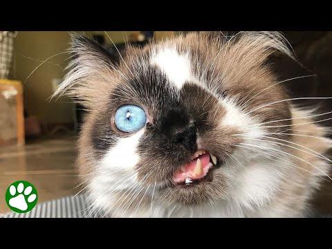 Cat deemed too ugly to be loved gets second chance #Video