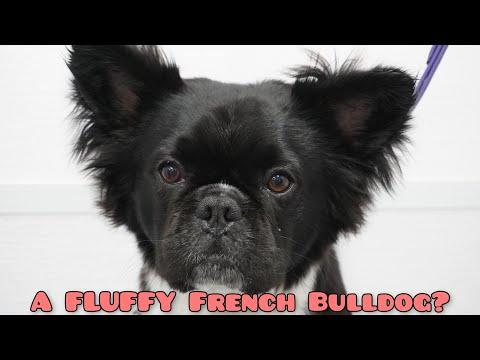 Very special and rare FLUFFY French Bulldog! #Video