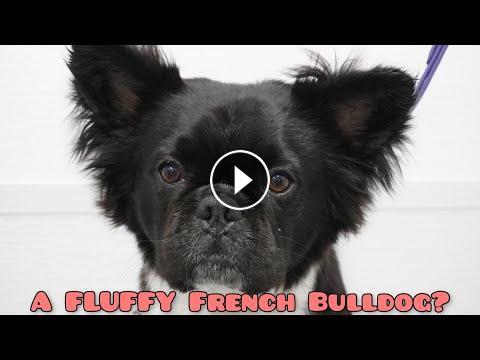 Very special and rare FLUFFY French Bulldog! #Video