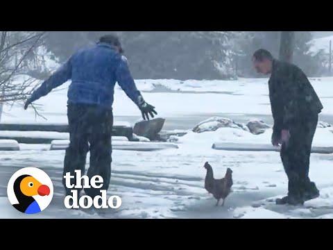 Weatherman Rescues A Chicken Caught In A Blizzard #video