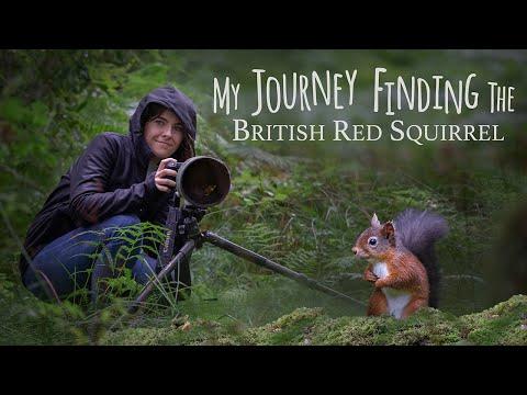 My Journey Finding The British Red Squirrel #Video