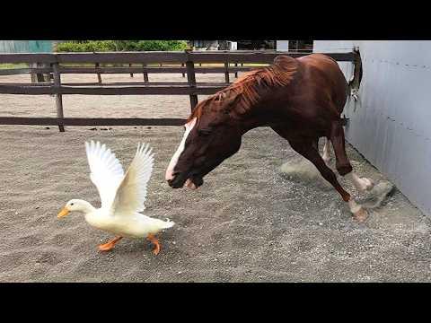 Don’t Forget That Farm Animals Are Dramatic Too! #video
