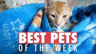 Best Pets of the Week Video Compilation| January 2018 Week 4