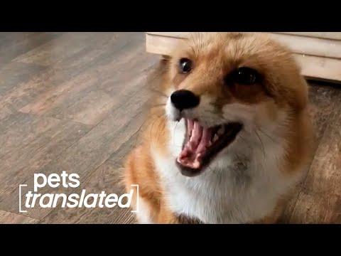 Gossiping Pets Video | Pets Translated