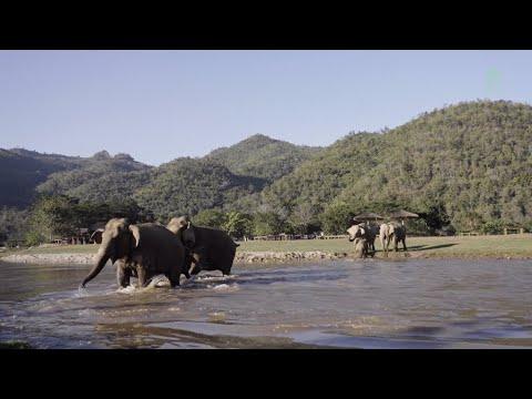 Time To Go Home! Elephant Call Their Friend Come Back While Crossing The River - ElephantNews #Video
