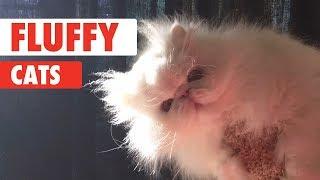 Fluffy Cats Video Compilation