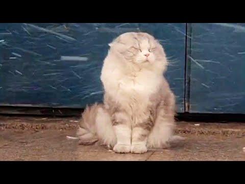 Majestic Cat In Snow Video