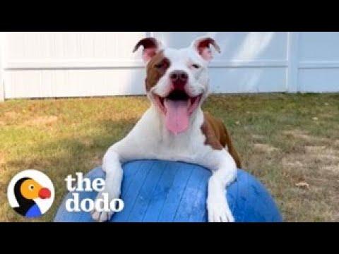 Pittie Is Obsessed With This Giant Ball #Video